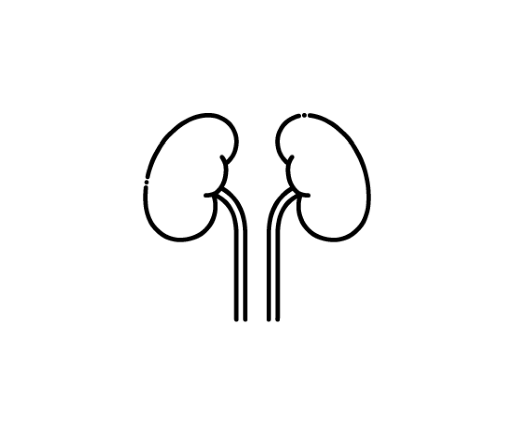 腎臓（臓器）の白黒イラスト