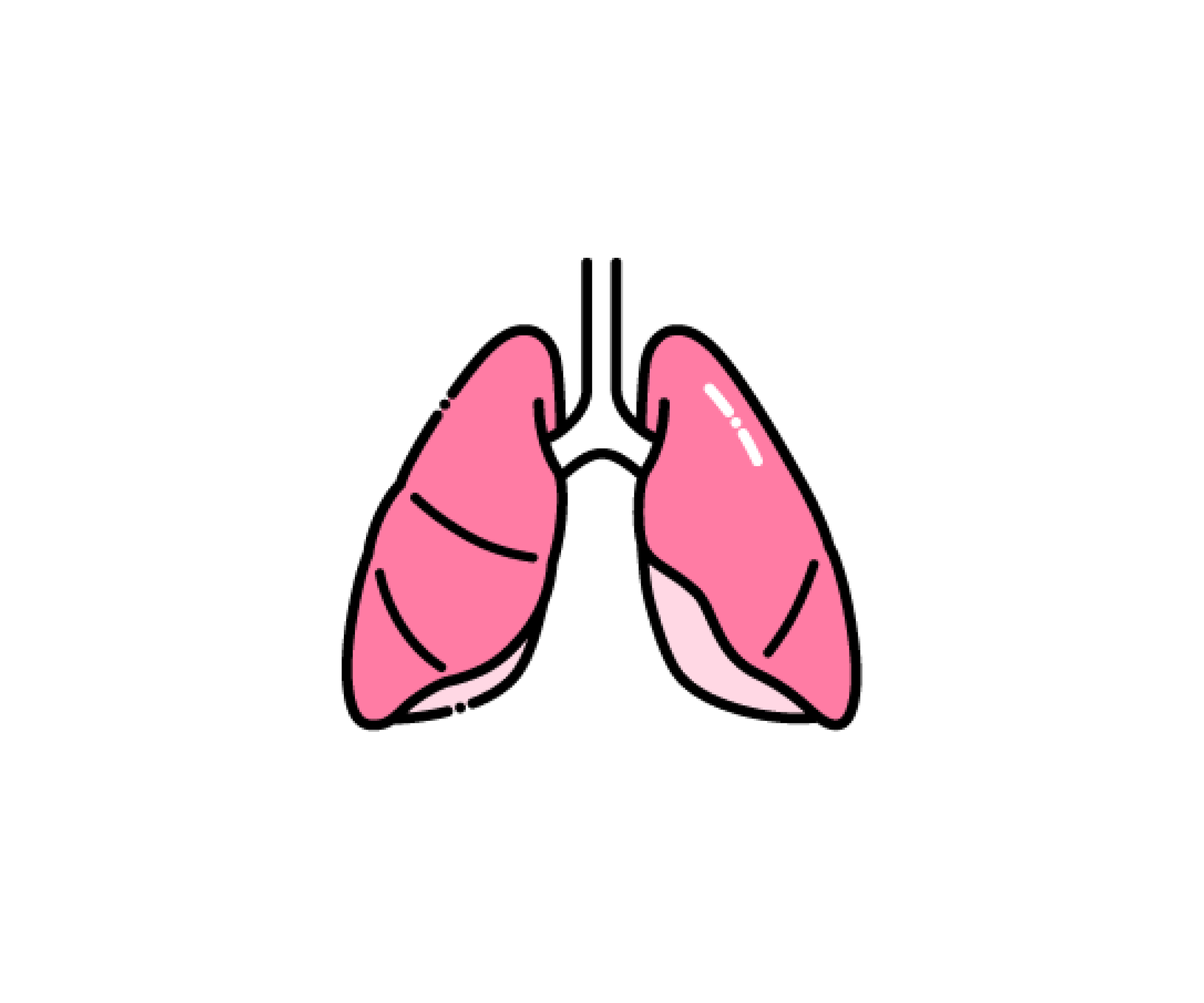 肺（臓器）のイラスト