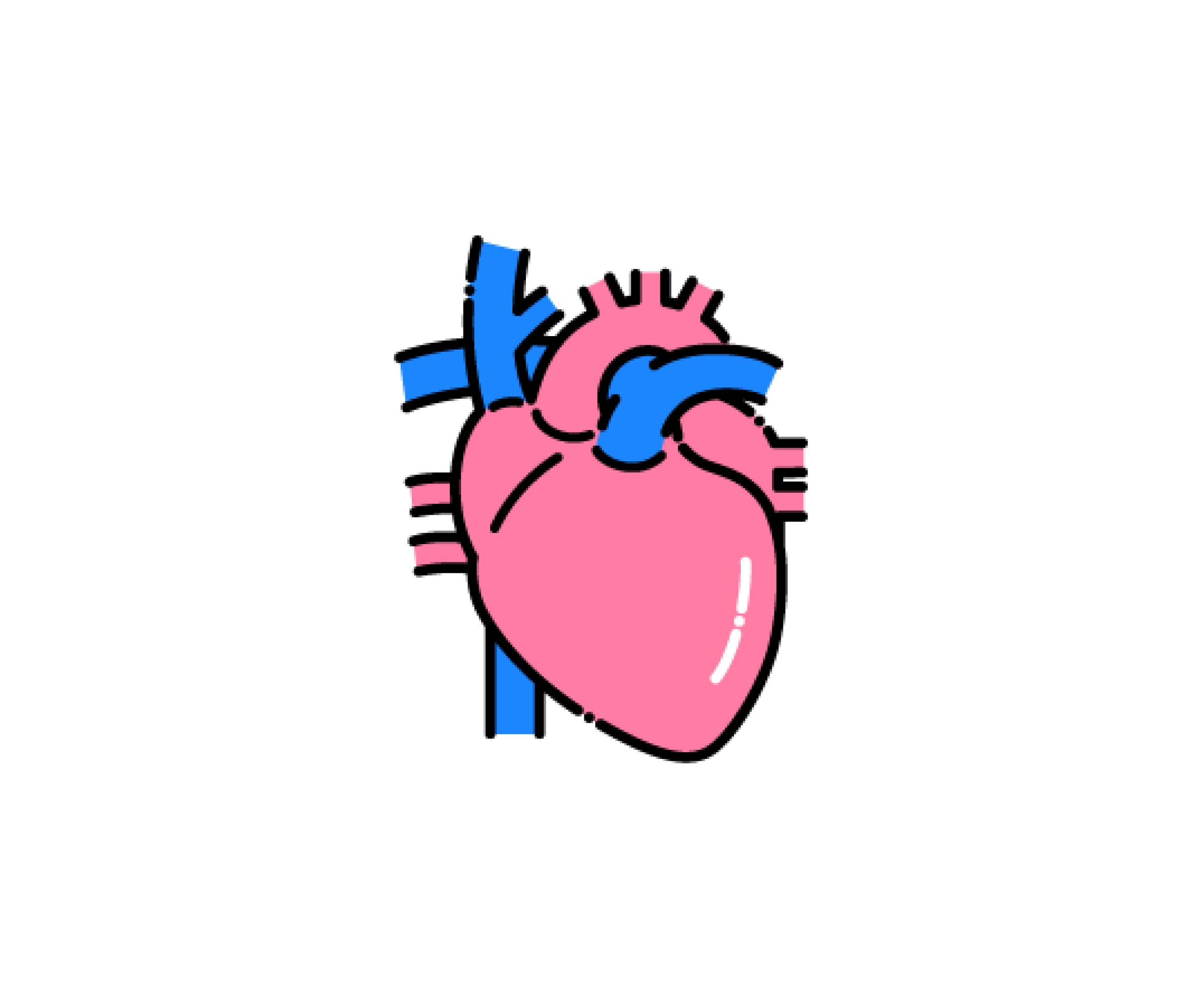 心臓（臓器）のイラスト