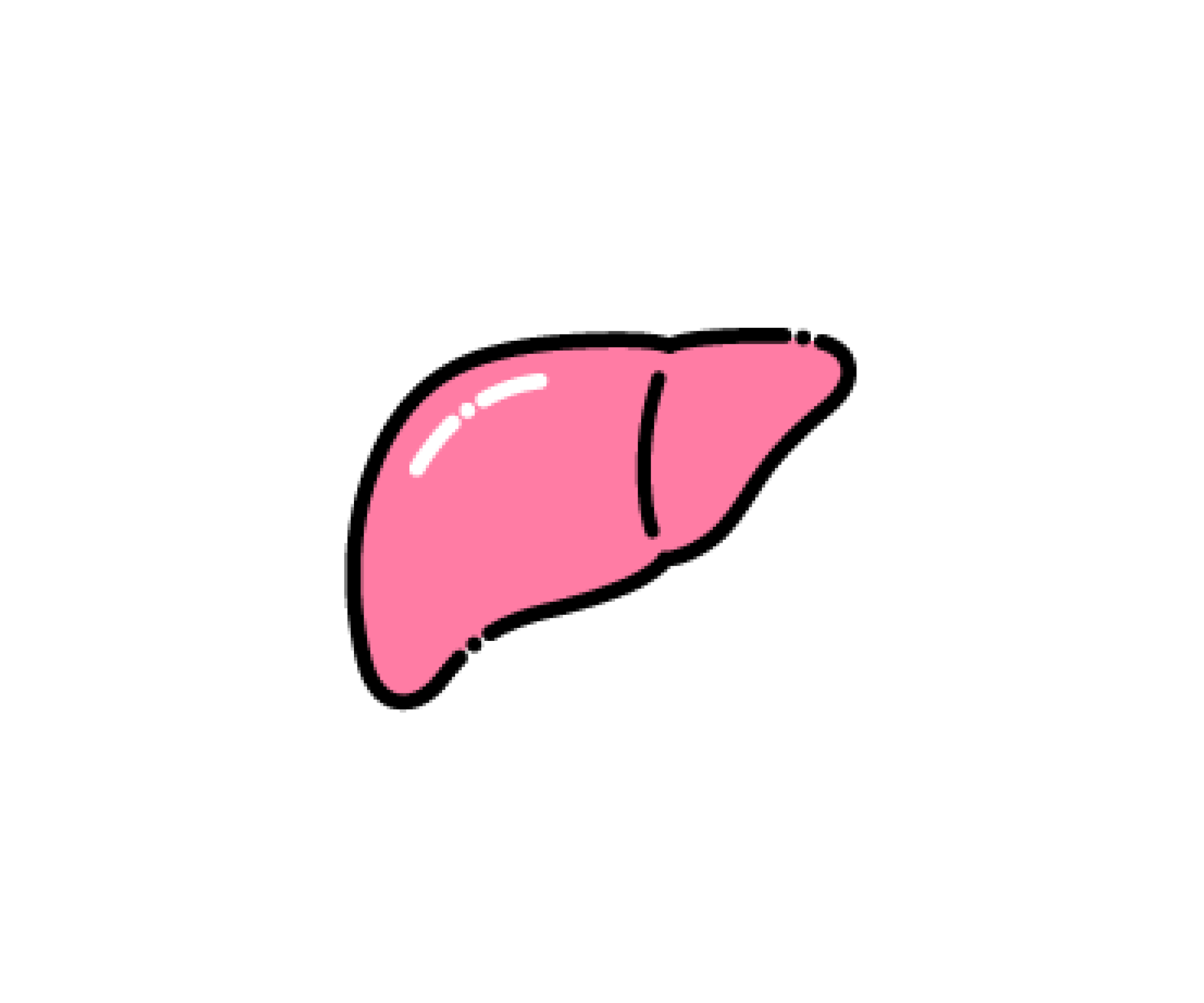 肝臓（臓器）のイラスト