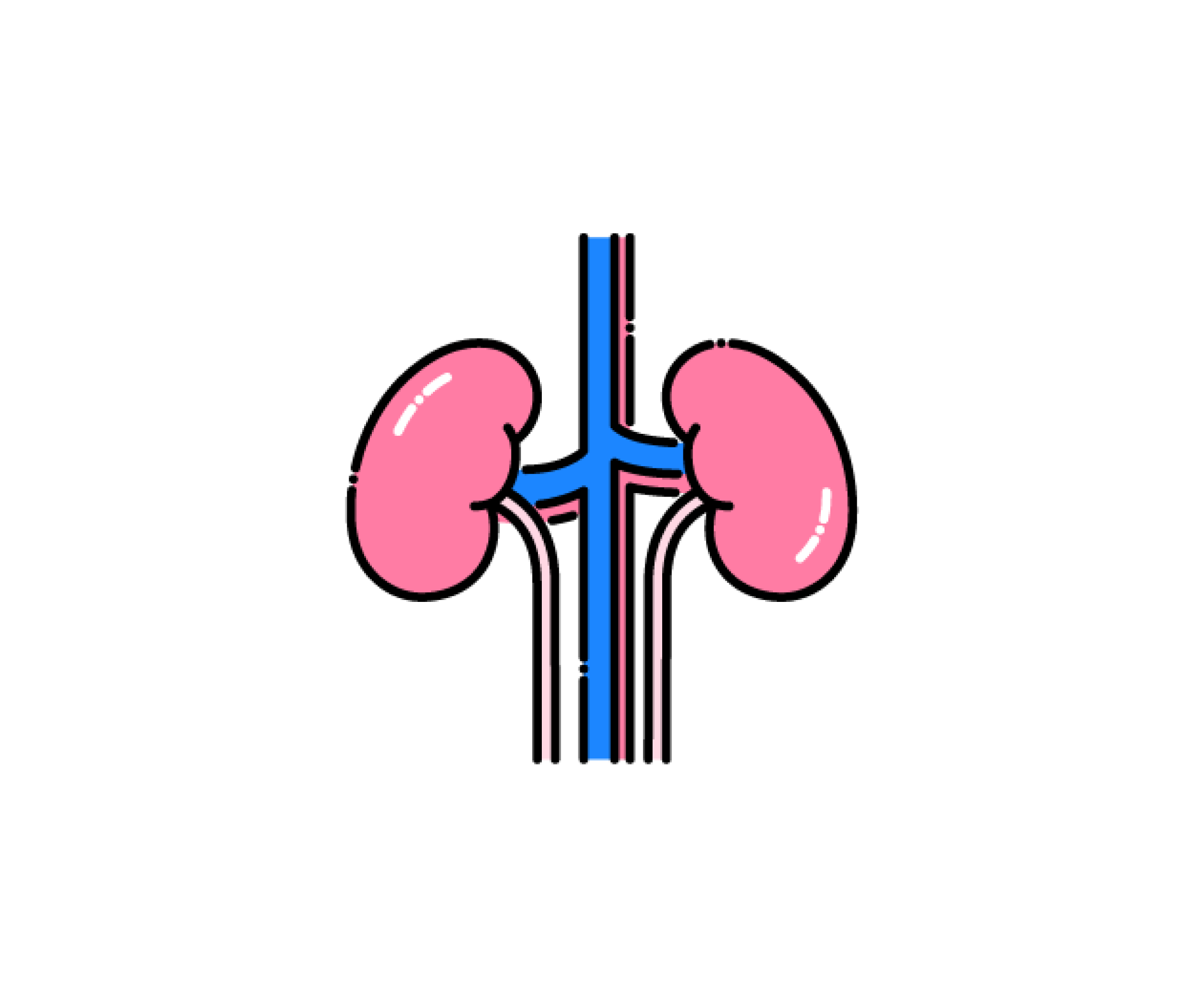 腎臓（臓器）と静脈と動脈のイラスト