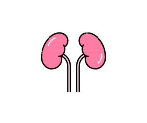 腎臓（臓器）のイラスト