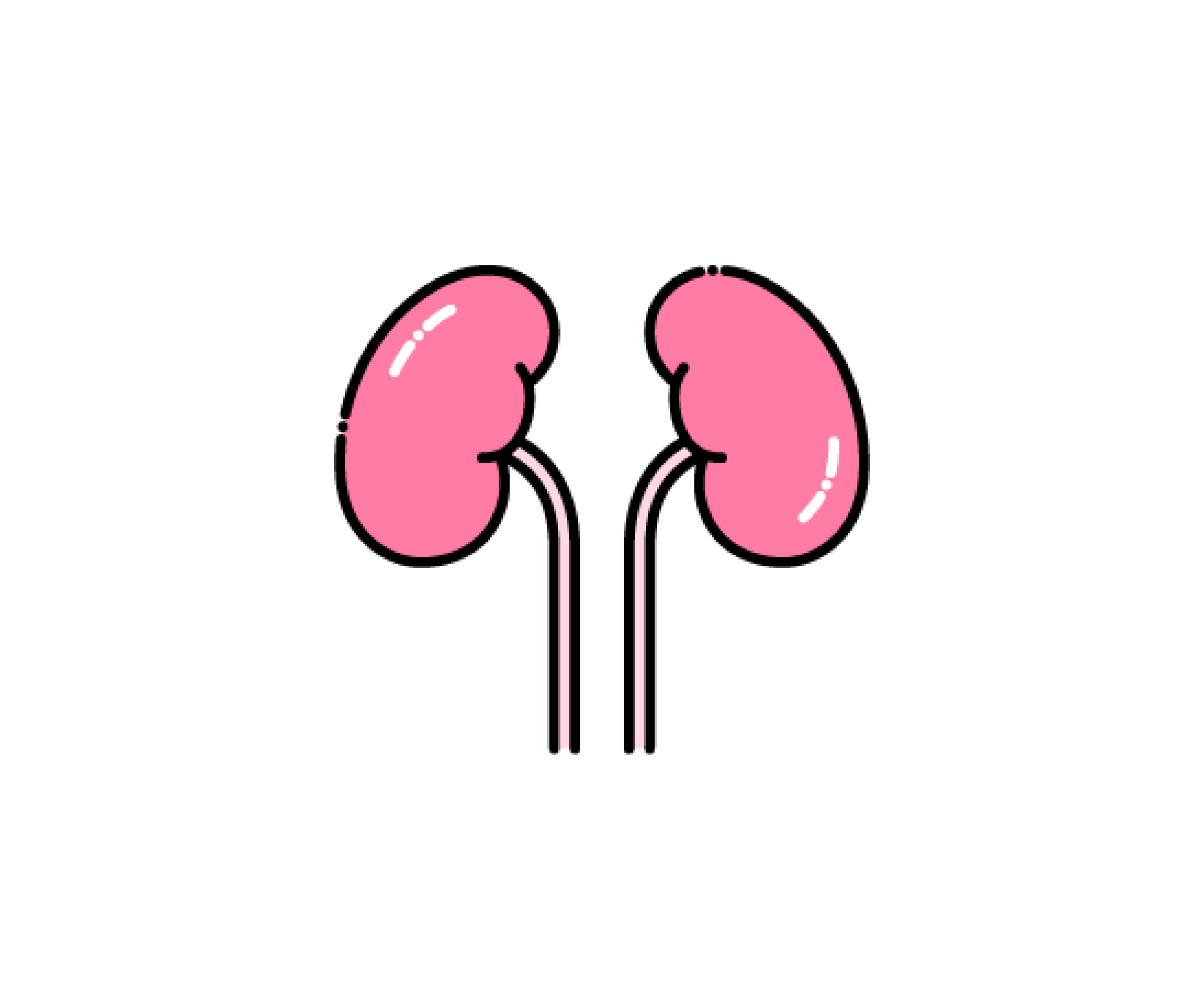 腎臓（臓器）のイラスト